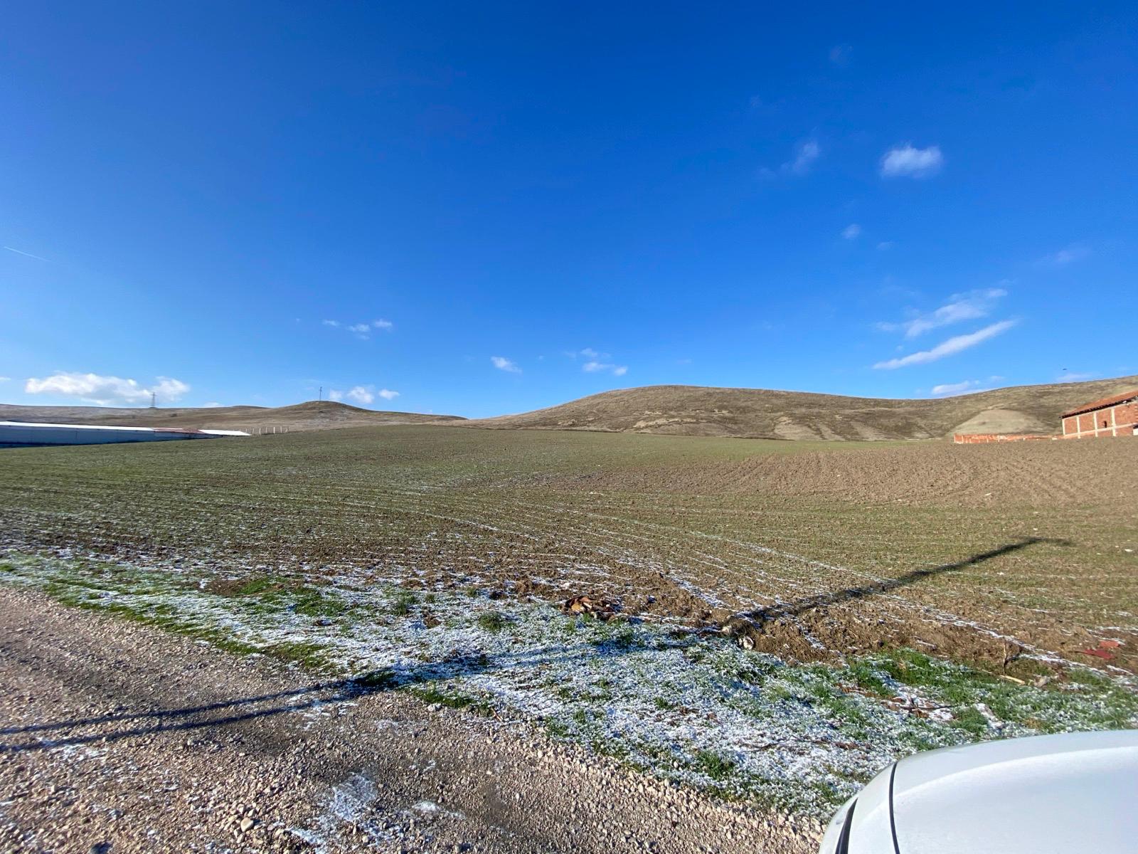 MABEL'DEN KAÇIRILMAYACAK TARLA